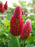 Red clover flowers with green leaves in a garden setting Tri-Clover - Red, White, & Crimson Clovers - Alternative Lawn Seed