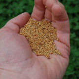 Hand holding a small amount of yellow seeds with a green blurred background Tri-Clover - Red, White, & Crimson Clovers - Alternative Lawn Seed