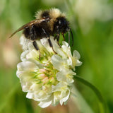 Bee on Tri-Clover - Red, White, & Crimson Clovers - Alternative Lawn Seed