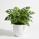 Mini Monstera Minima