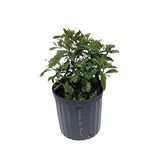 Potted miracle fruit plant with green leaves in a black pot on a white background