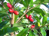 Red miracle fruit plan