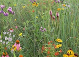 Field of wildflowers with a variety of colors including purple, yellow, and orange. Southeast Native Meadowscaping Mix