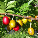 Fruit on a tree branch with green leaves