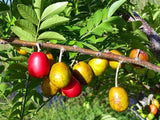 Red Spanish/Hog Plum, Ciruela, Jocote Rojo, Mombin Tree on a tree branch with green leaves