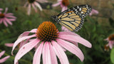 Butterfly on a pink flower with a blurred green background Monarch Meadow Native Mix