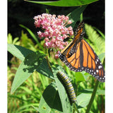 Monarch butterfly on pink flower with a caterpillar below