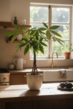 Money Tree 'Guiana Chestnut' Pachira Stump