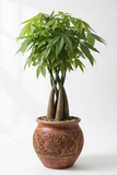 Money Tree 'Guiana Chestnut' Pachira Braid