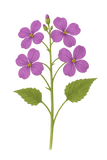 25 Money Plant Seeds (Lunaria annua / Honesty), Dried Flower, Self-Seeding Biennial, Zones 5–9