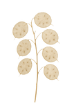 25 Money Plant Seeds (Lunaria annua / Honesty), Dried Flower, Self-Seeding Biennial, Zones 5–9