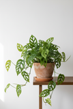 Monstera Adansonii 'Swiss Cheese' - 6" Pot - NURSERY POT ONLY