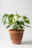 Monstera 'Mint'
