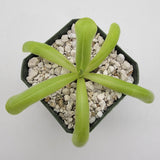 Pinguicula moranensis var. alba x moctezumae