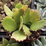 Kalanchoe daigremontiana - Mother of Thousands plant in a red pot with a blurred background of other plants