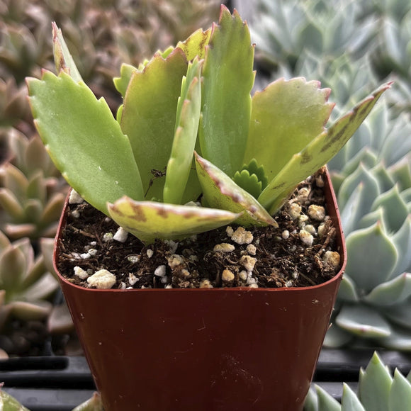 Kalanchoe daigremontiana - Mother of Thousands in a red pot with a blurred succulent background
