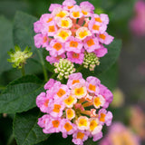 Mozelle Hardy Lantana Live Plant – Pink & Yellow Blooms – Butterfly & Hummingbird Plant – Zones 7–11
