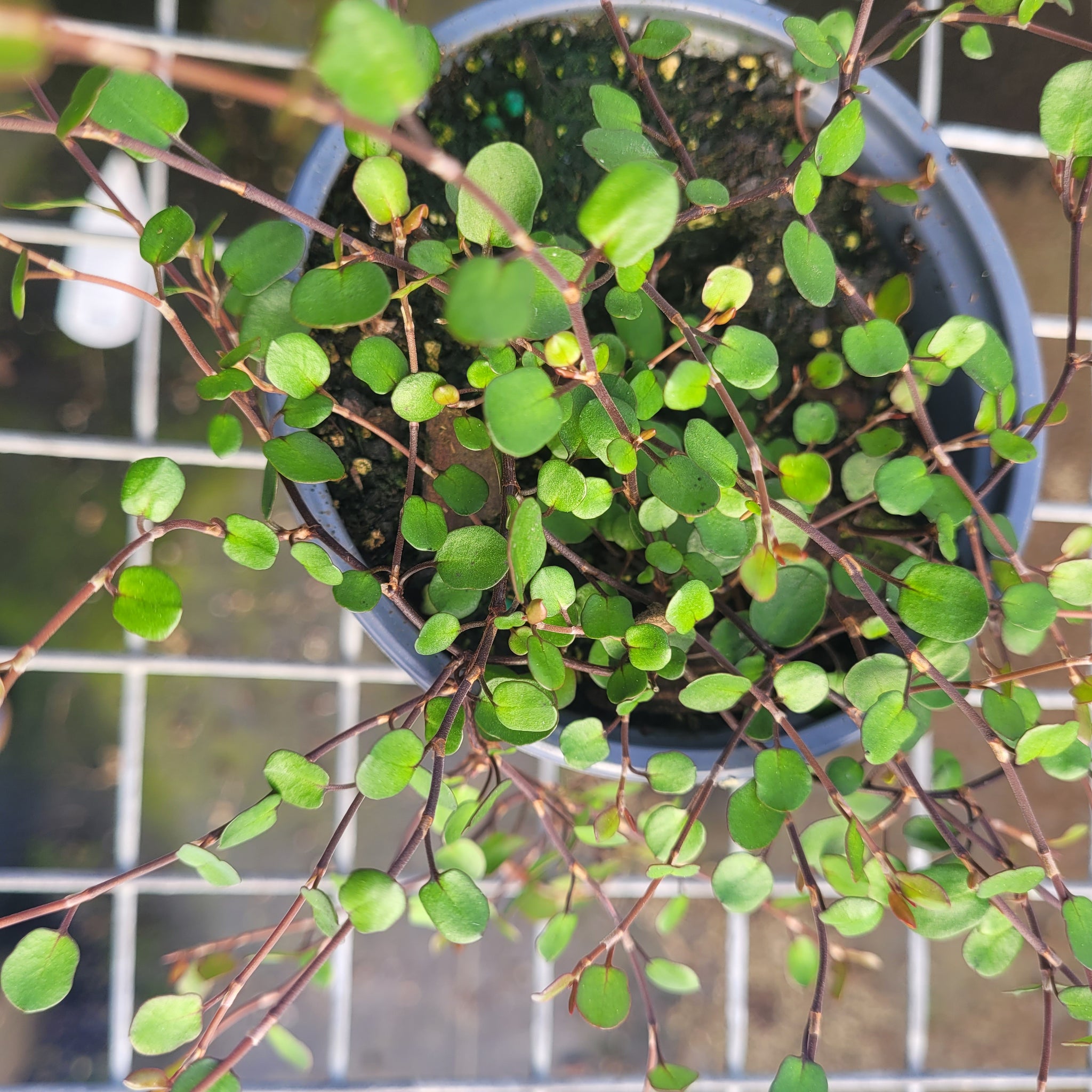 Muehlenbeckia axillaris 'Nana' - Dwarf Creeping Wire Vine