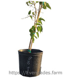 Potted plant with green leaves in a black pot on a white background, featuring the Everglades farm website.