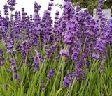 English Culinary Lavender Buds Food Grade Dried Herb for Cooking
