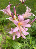 Naked Ladies (Amaryllis belladonna) Bulbs – Belladonna Lily & Resurrection Lily (3 Bulbs)