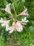 Naked Ladies (Amaryllis belladonna) Bulbs – Belladonna Lily & Resurrection Lily (3 Bulbs)