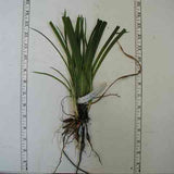Daylily 'Nashville Star' Bare Root Plants (Minimum Quantity: 25 Plants)