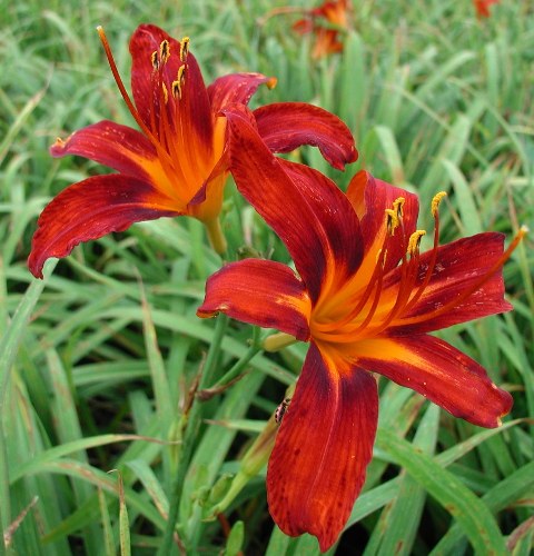 Daylily 'Nashville Star' Bare Root Plants (Minimum Quantity: 25 Plants)