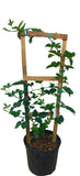 Potted Von, Summer Bearing, Thornless Blackberry Plant with a wooden trellis on a white background