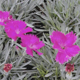 Dianthus Neon Star with green foliage in the background