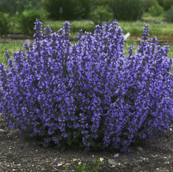 Nepeta f. ‘Cat’s Pajamas’. Photo credit Walters Gardens