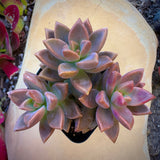 Pink Graptosedum Alpenglow plant in a pot on a light-colored stone surface