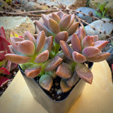 Potted Graptosedum Alpenglow plant with pinkish leaves on a neutral background