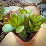 Jade Plant in a pot with a blurred background