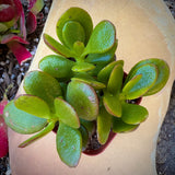 Jade Plant in a pot on a light-colored surface
