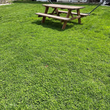 Wooden picnic table on a grassy lawn Ultimate Clover Lawn Mix: Low-Maintenance, Eco-Friendly Yard, MicroClover Lawn Seed