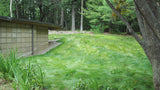 Lush green lawn with a wooden shed and trees in the background EcoSeed - The No Maintenance Lawn, Fine Fescue Lawn Mix, Eco-Friendly Grass