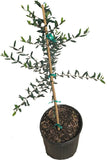 Potted Coratina Olive Tree with a stick for support on a white background