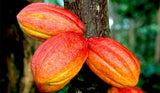 Cocoa fruits hanging from a tree