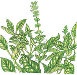 Sweet Basil Seeds (Organic)
