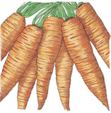 Danvers Carrot Seeds (Organic)