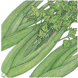 Illustration of celery stalks with leaves on a white background
