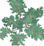 Red Russian Kale Seeds (Organic)