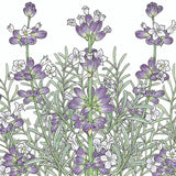 English-Vera Lavender Seeds (Organic)