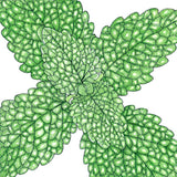 Lemon Balm (Organic)