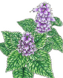 Illustration of a Korean Licorice Mint Seeds (Organic) with purple flowers and green leaves on a white background