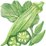 Clemson Spineless 80 Okra Seeds (Organic)