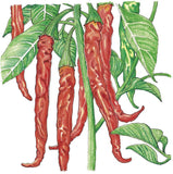 Illustration of red chili peppers with green leaves on a white background
