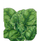 Verdil Spinach Seeds (Organic)