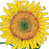 Illustration of a sunflower with a detailed center on a white background